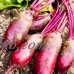 Cylindra Beet Seeds - 8 Gram Packet - Non-GMO, Heirloom - Vegetable Garden, Microgreens, Root Crop   565431873